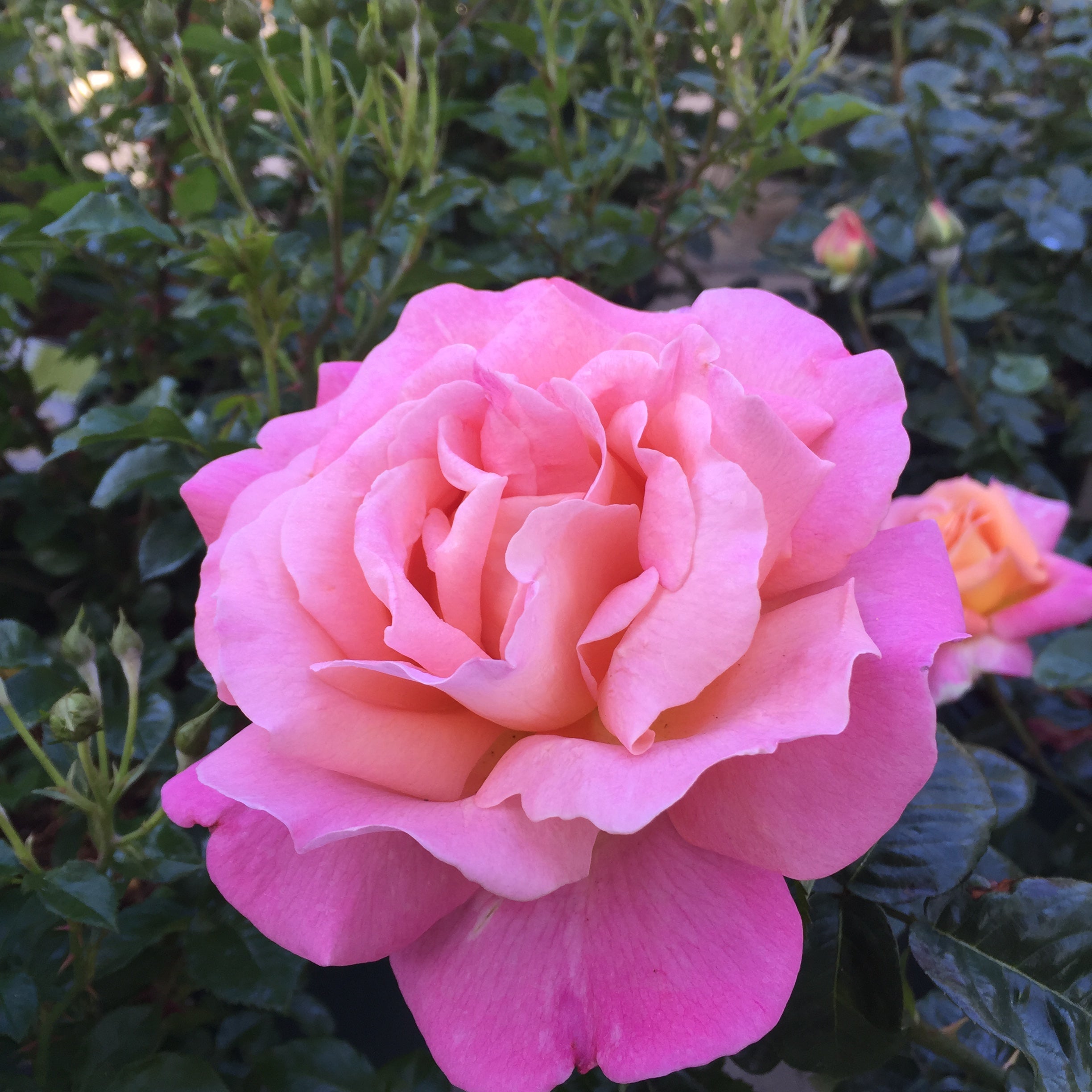 Elle® Potted Rose Bush