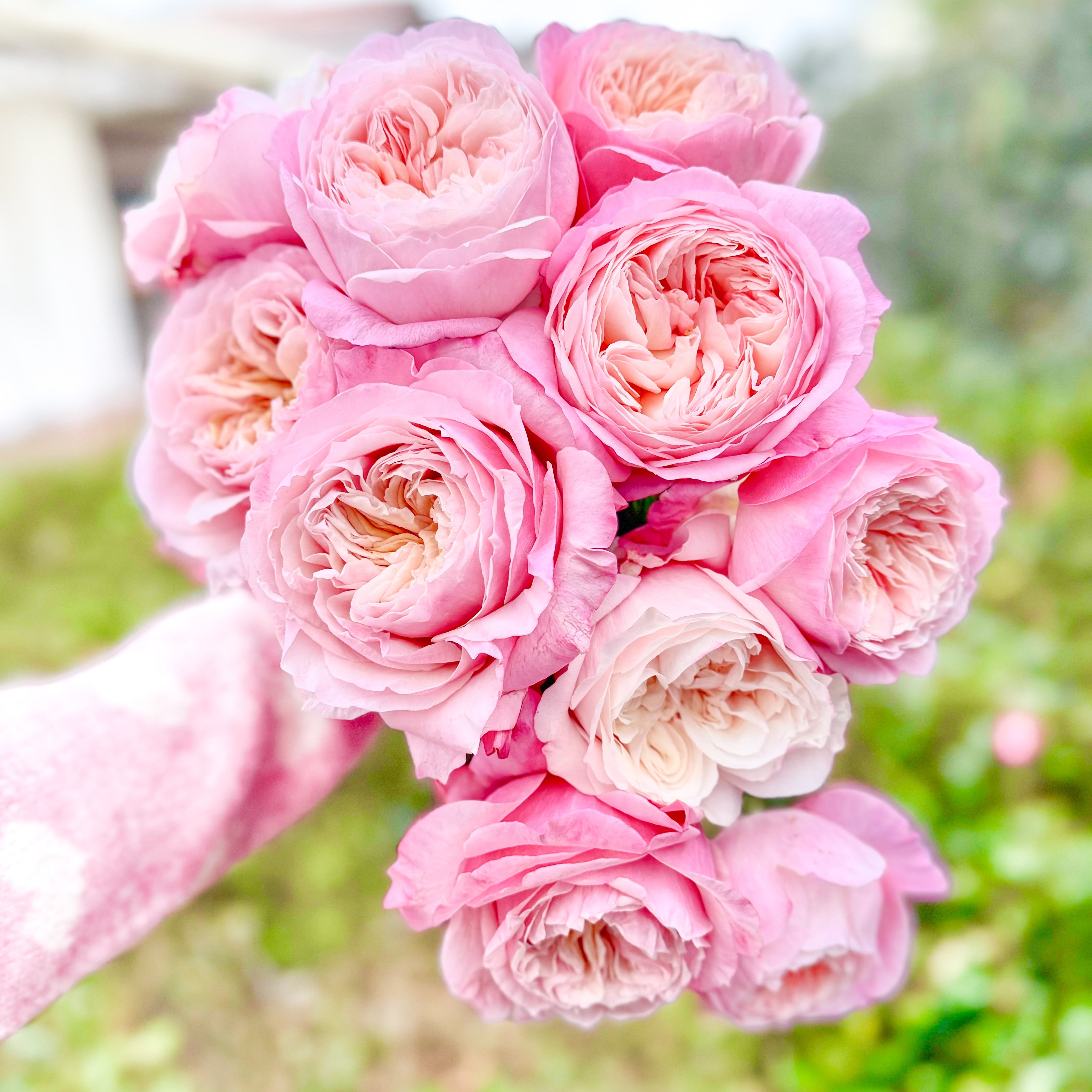 The Rose Immersion - A Colombian Floral Retreat at the World's Finest Rose Farm (Deposit)