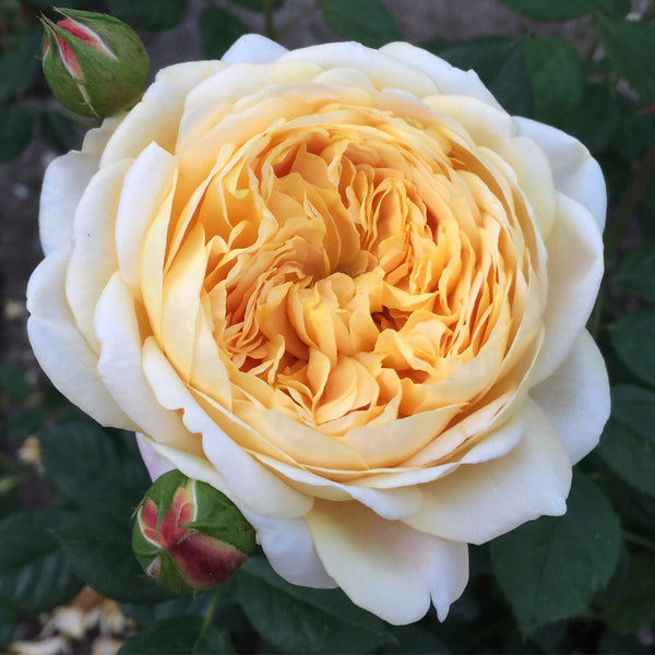 David Austin® Golden Celebration® Potted Climbing Rose