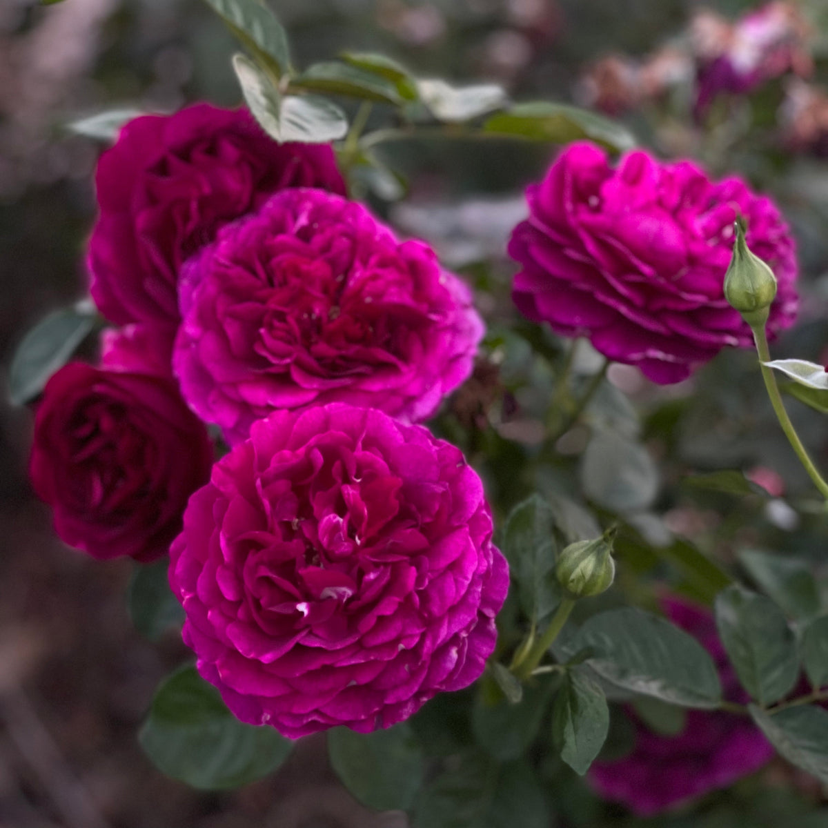 Twilight Zone™ 36" Tree Rose Bush