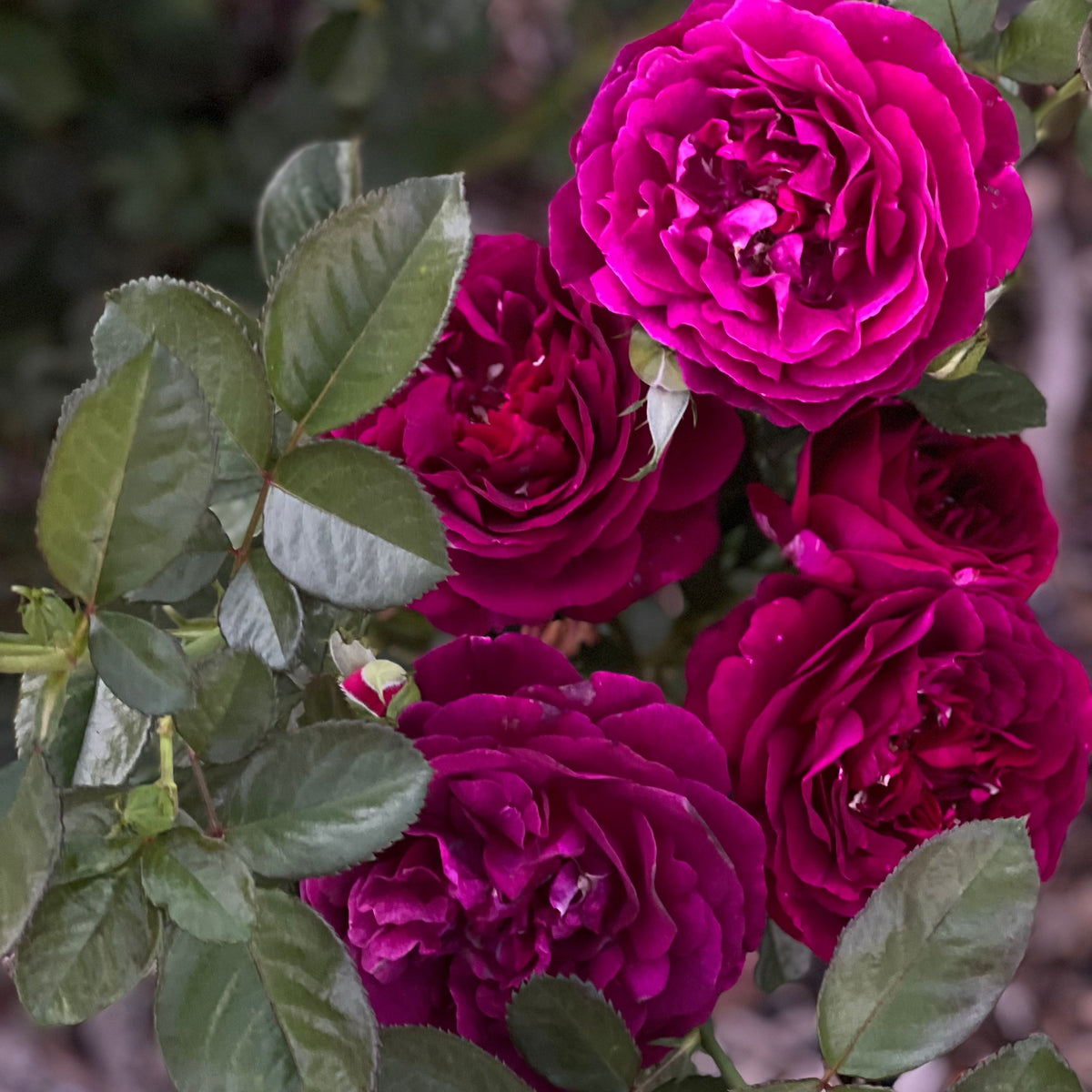 Twilight Zone™ 36" Tree Rose Bush