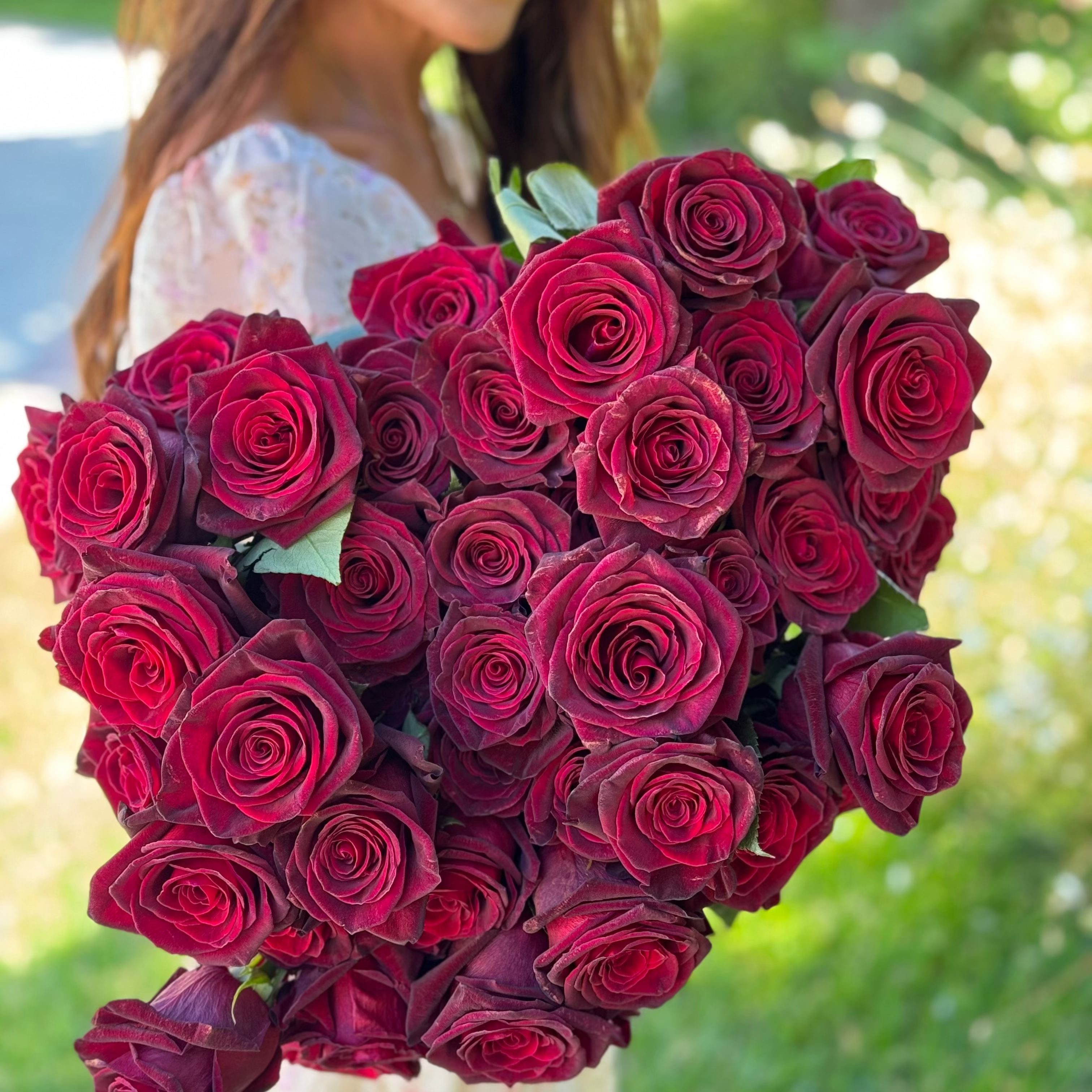 Black Baccara® Potted Rose Bush
