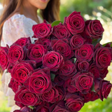 Black Baccara® Rose Bush