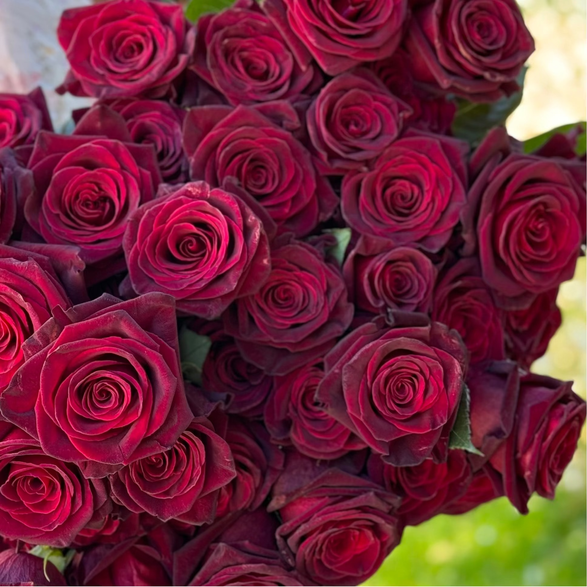 Woman holding a large bouquet of red roses with a blurred natural background
