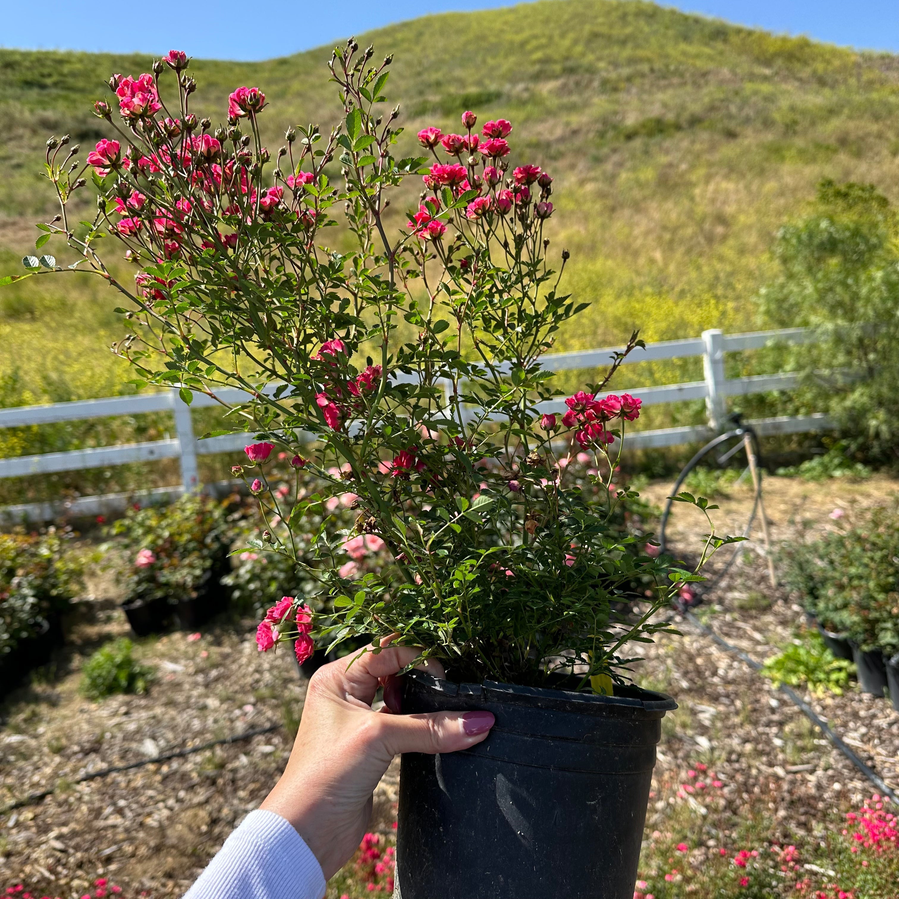 Wanderlust Roses™ Pink Tumbleweed™ Potted Rose Bush