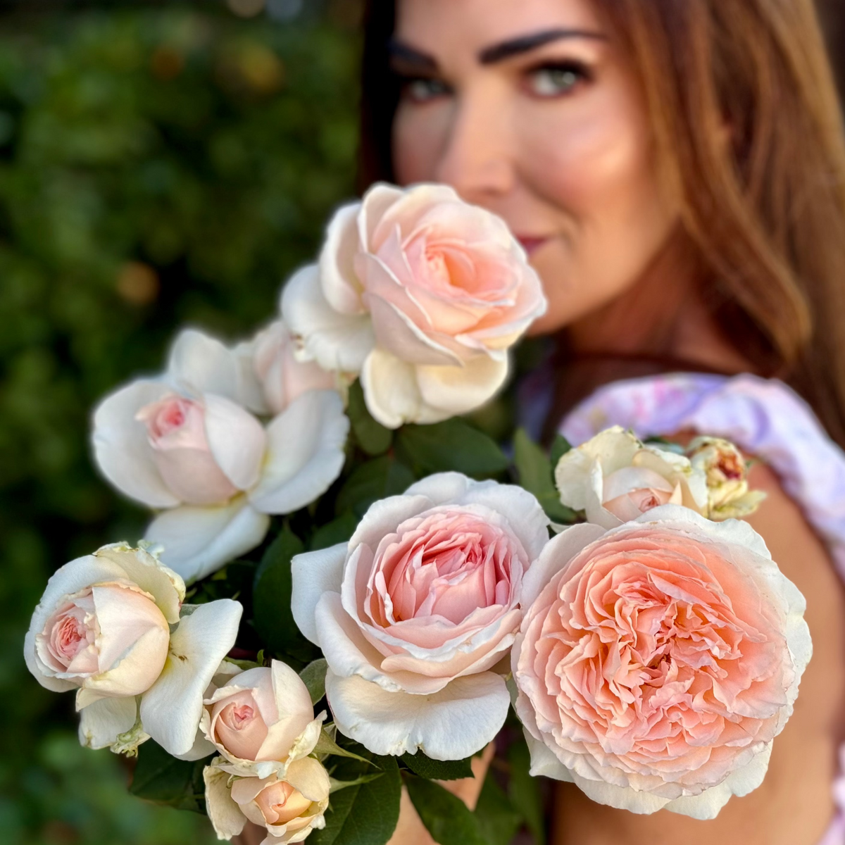 Parfuma® Bliss Bare Root Rose