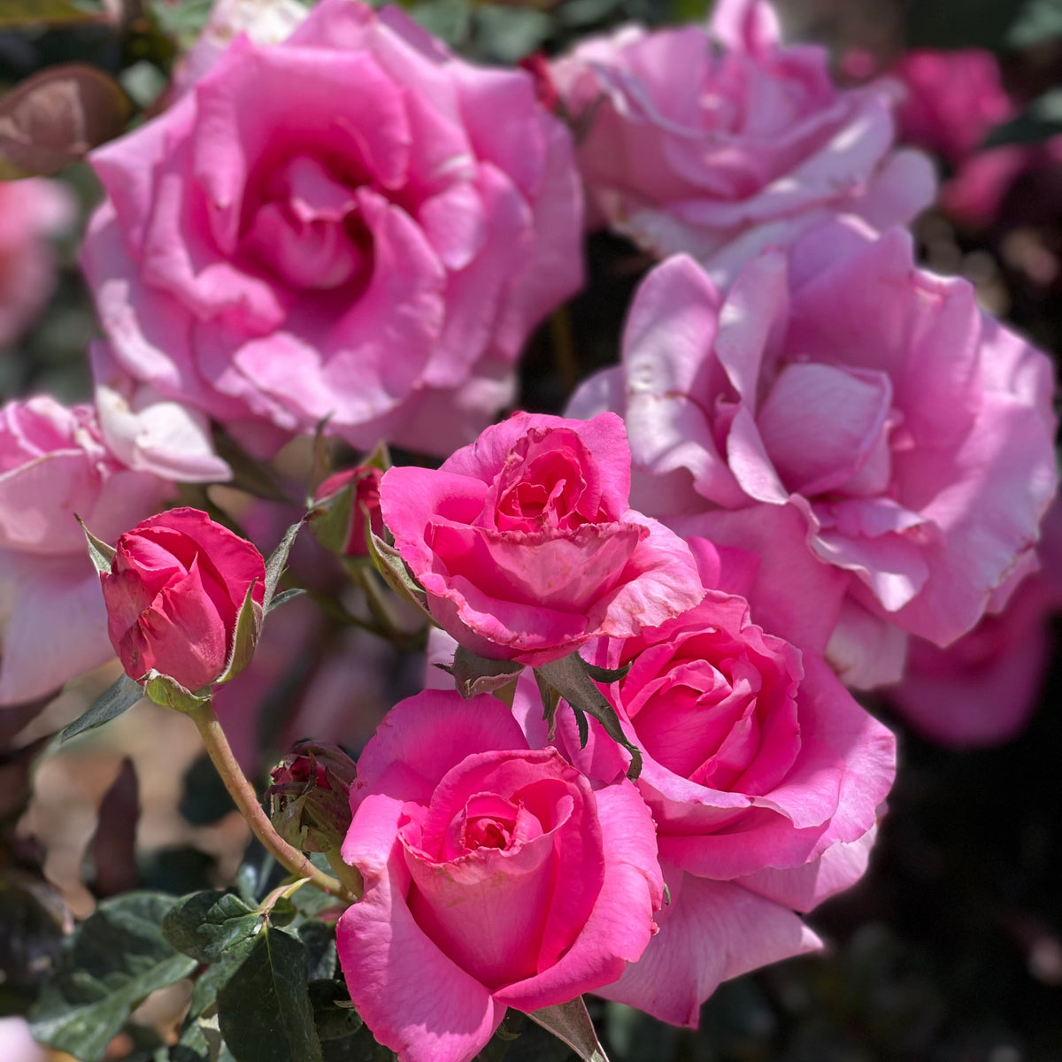 The McCartney Rose™   Bare Root Rose Bush