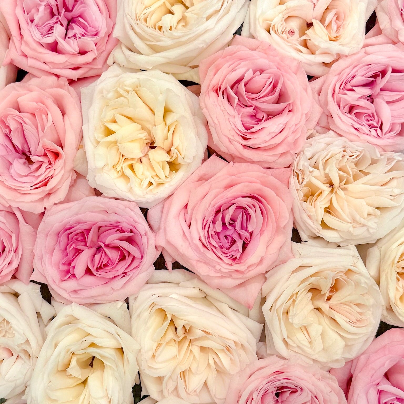 Jenny's O'Hara Rose Bundle