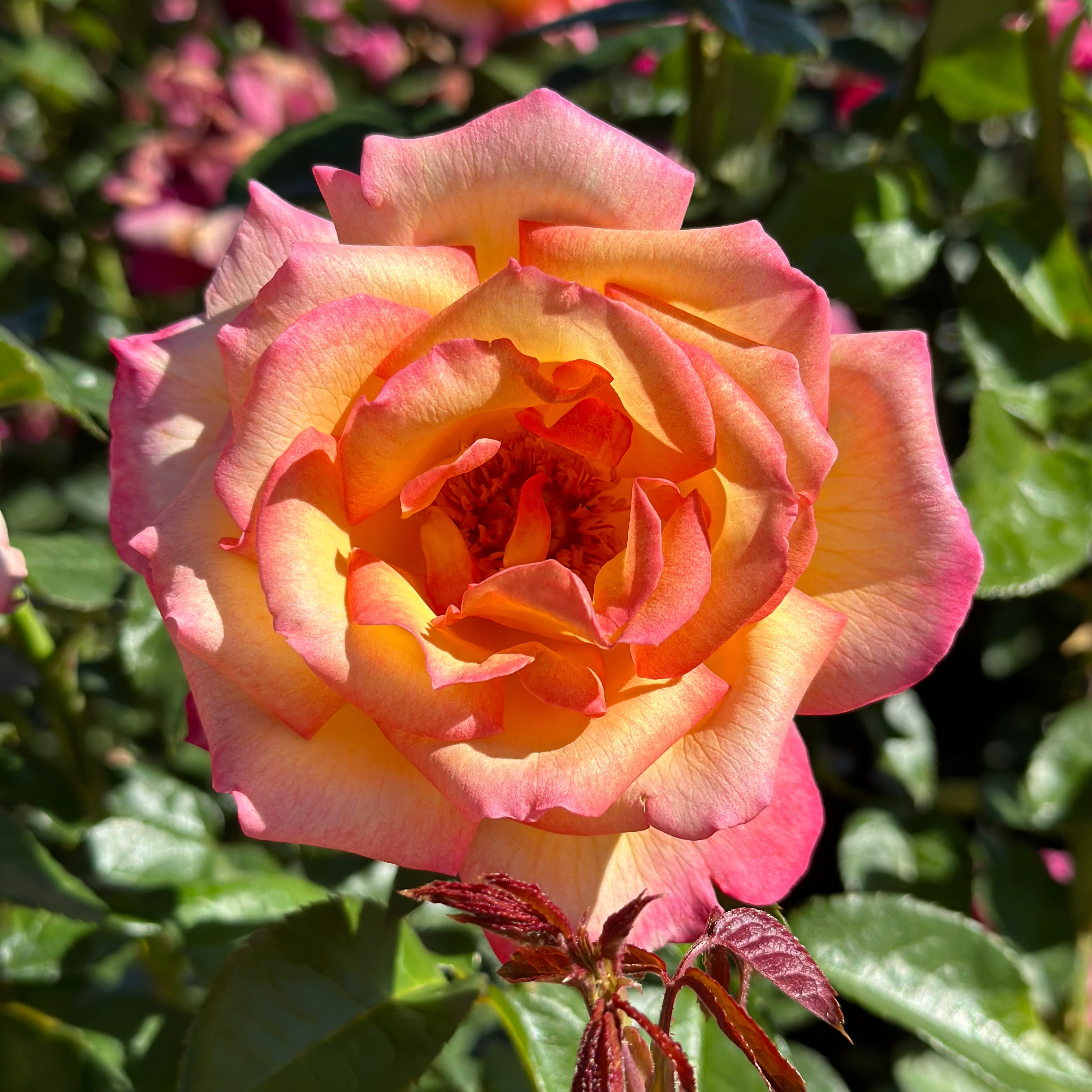 Sheila's Perfume Potted Rose Bush