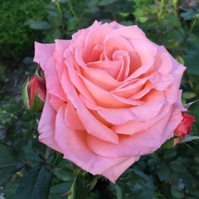 Elle® Potted Rose Bush