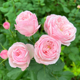 Mansfield Park Pink™ Rose Bush