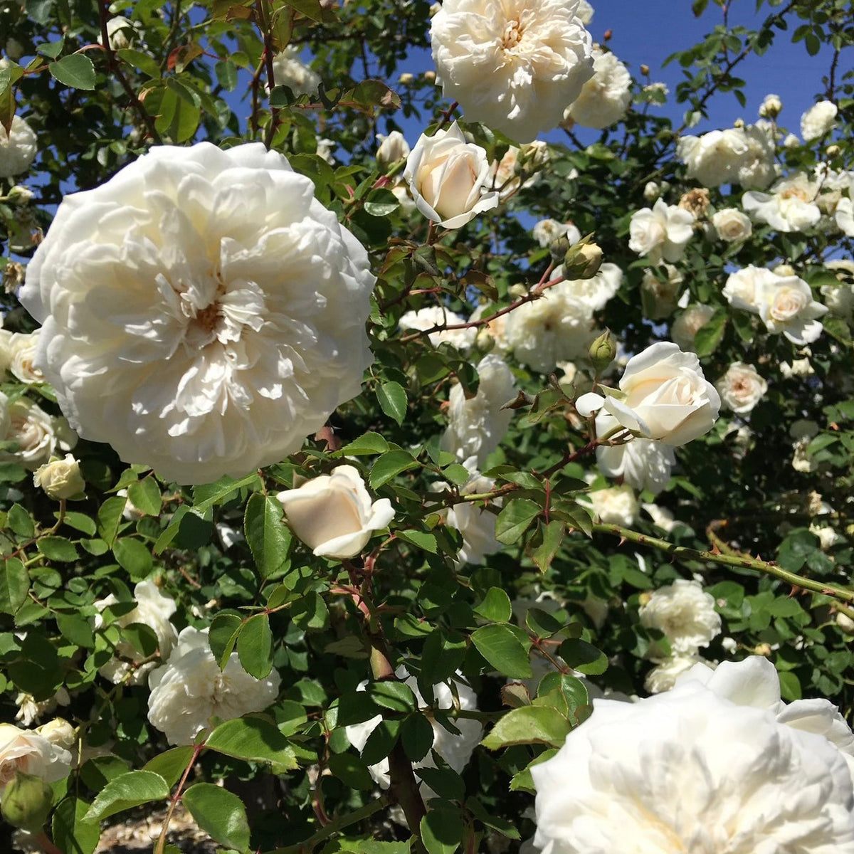 Sombreuil Potted Climbing Rose