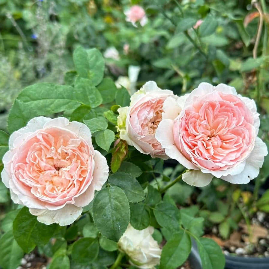 Wabara® Senlitsu® Potted Rose Bush