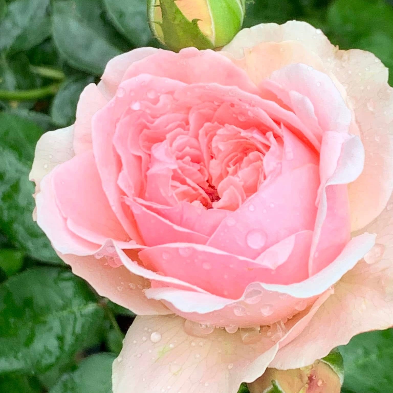 Wabara® Senlitsu® Potted Rose Bush