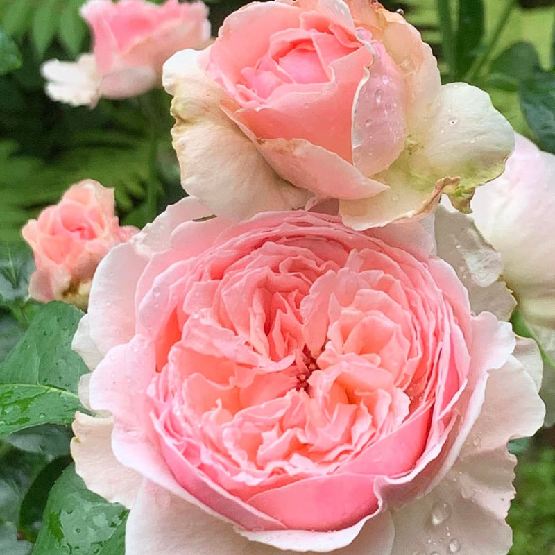 Senlitsu Rose Bush