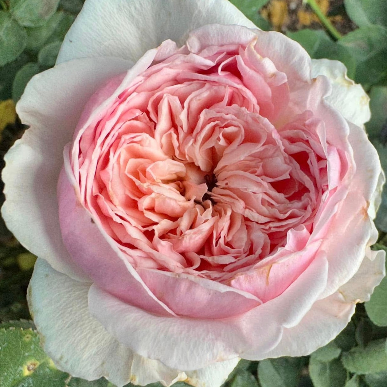 Wabara® Senlitsu® Potted Rose Bush