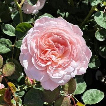 Close-up of a pink rose with green leaves in the background