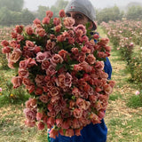 Koko Loko™ Rose Bush