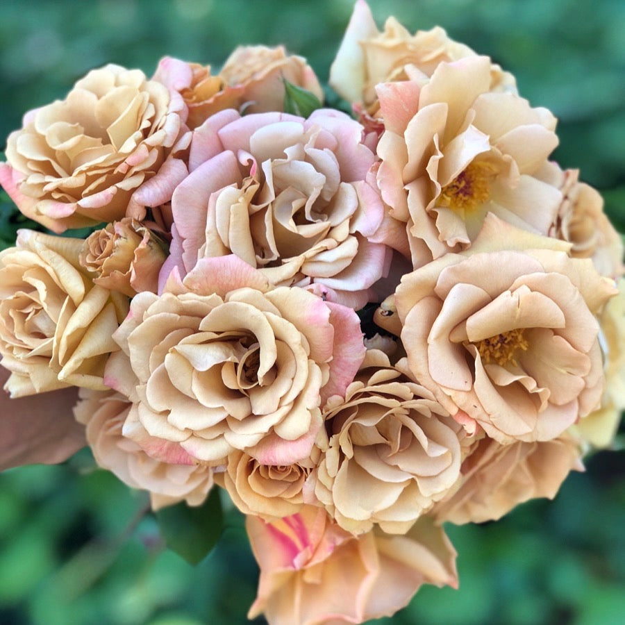 Butterscotch Climbing Potted Rose