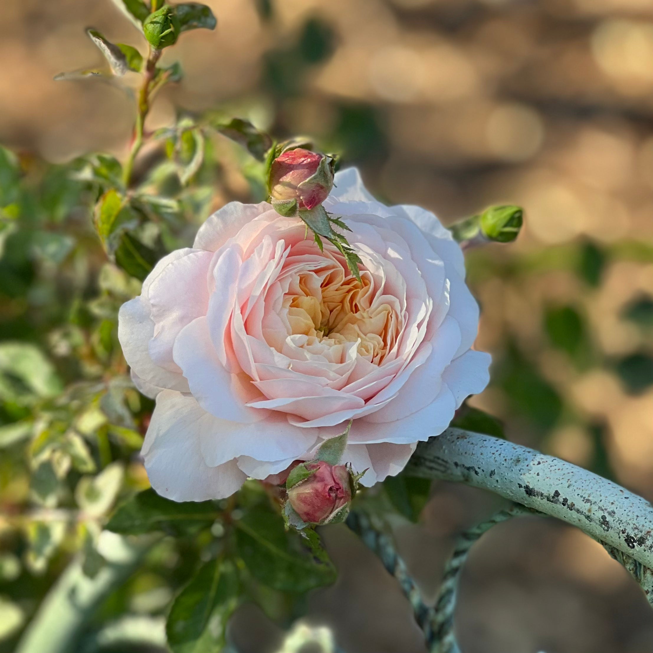 David Austin ® Crocus Rose Potted Rose Bush