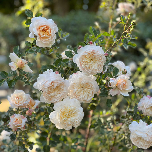 David Austin ® Crocus Rose Potted Rose Bush