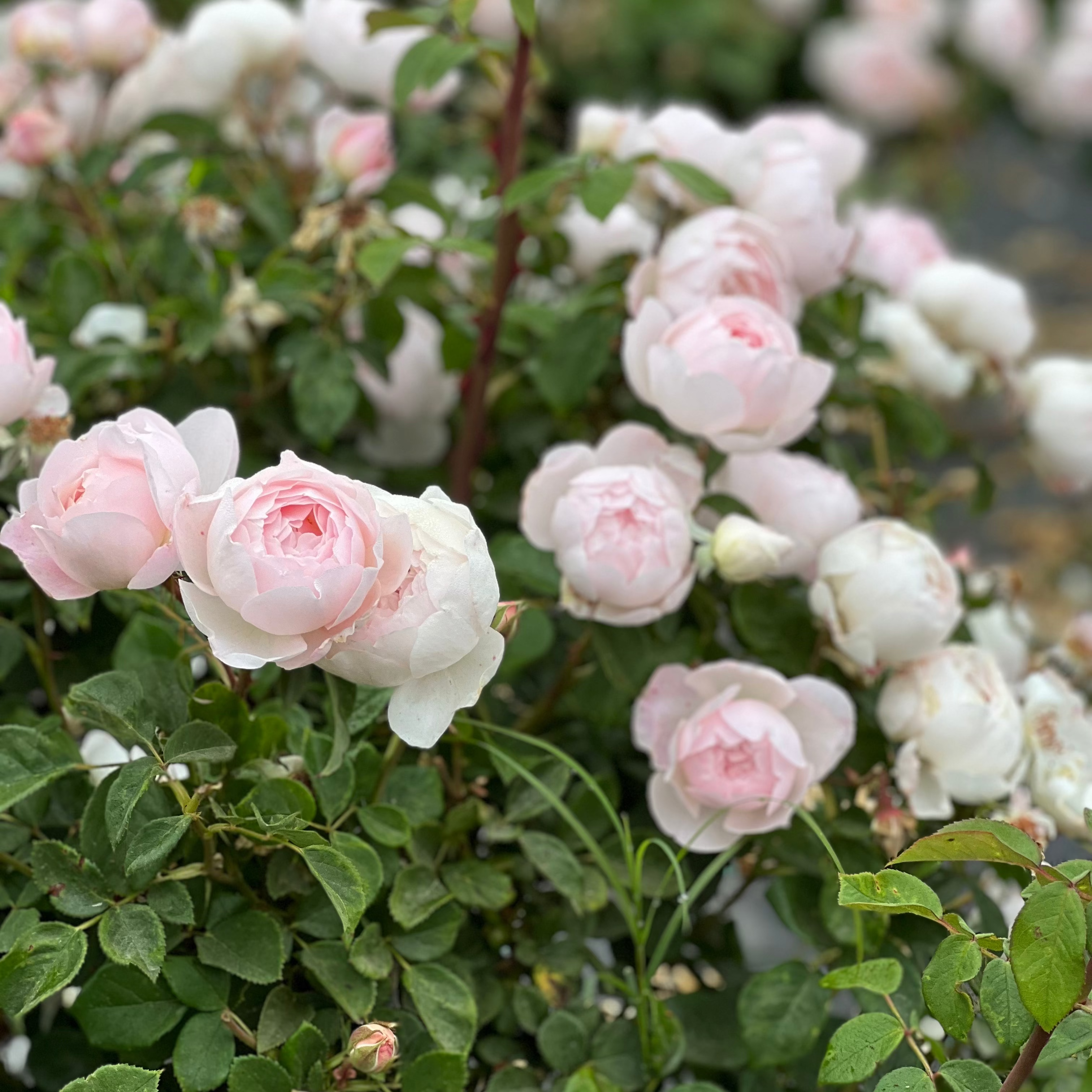 David Austin® Desdemona™ Potted Rose Rose