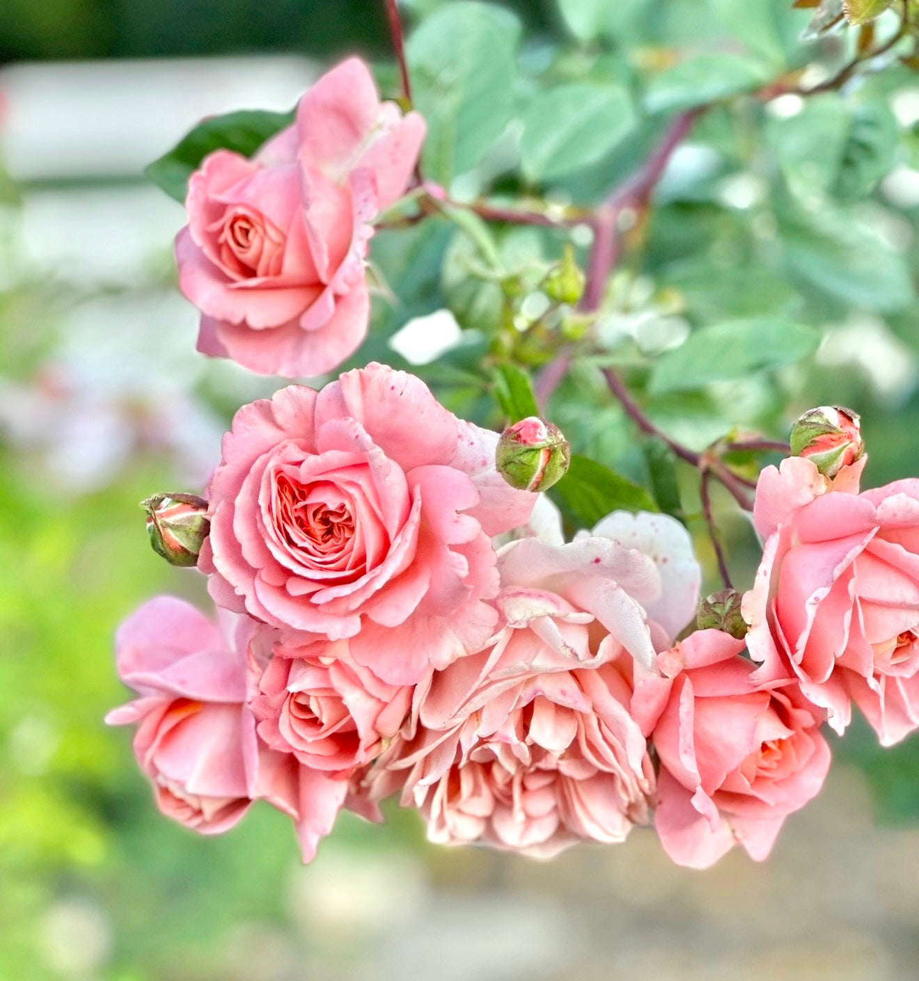 Close-up of pink roses with green leaves on a blurred natural background