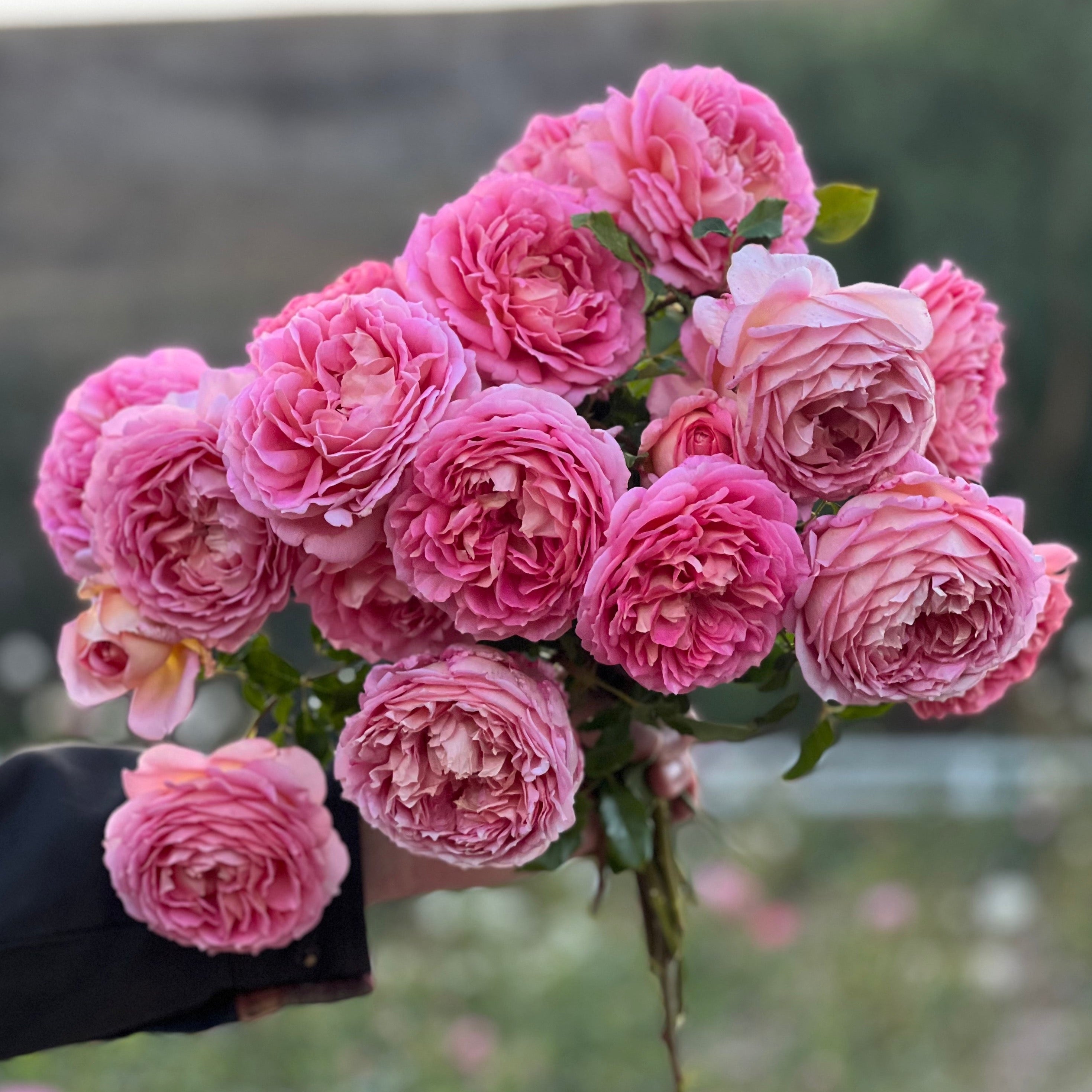 David Austin® Jubilee Celebration® Potted Rose Bush