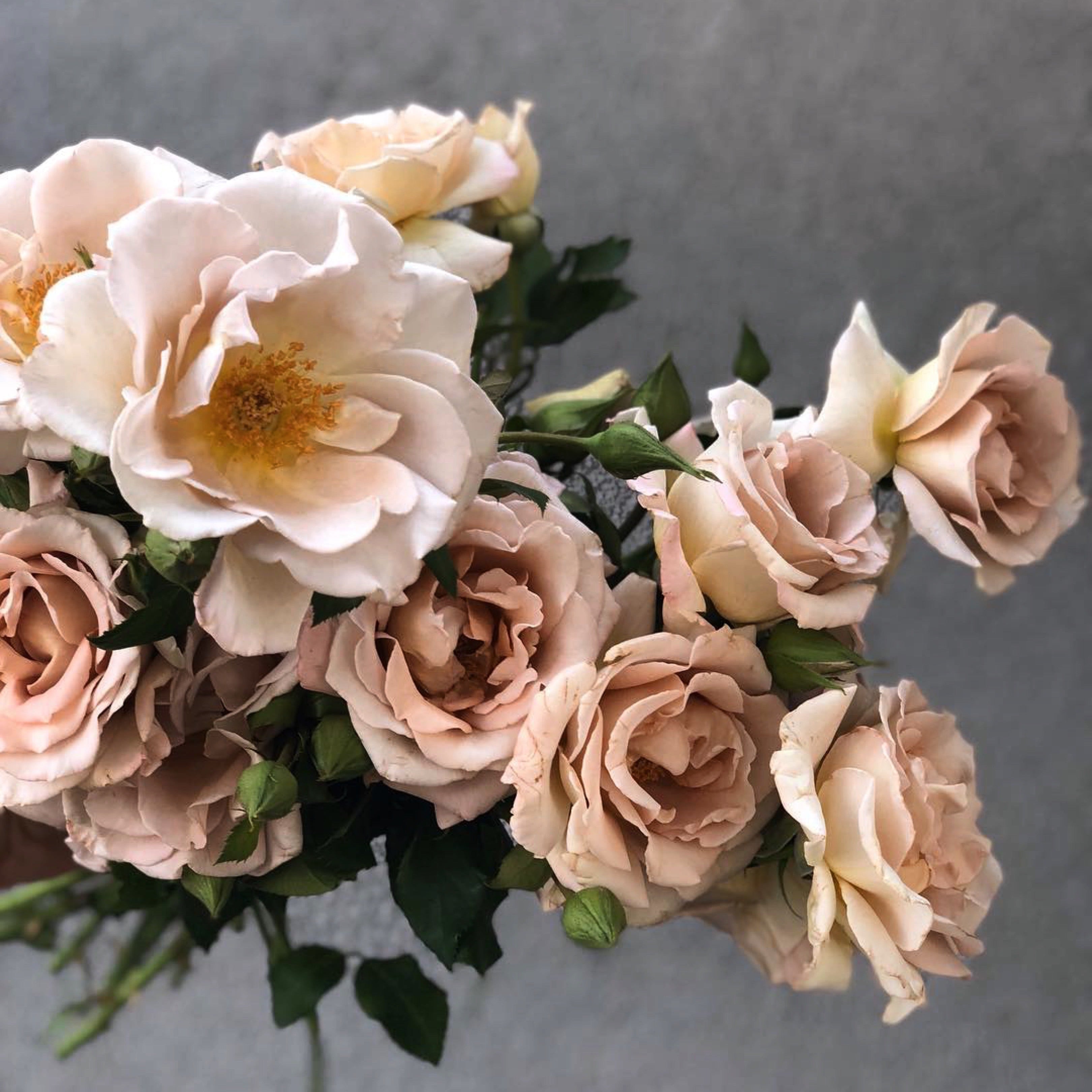 Stephen Rulo Potted Rose Bush