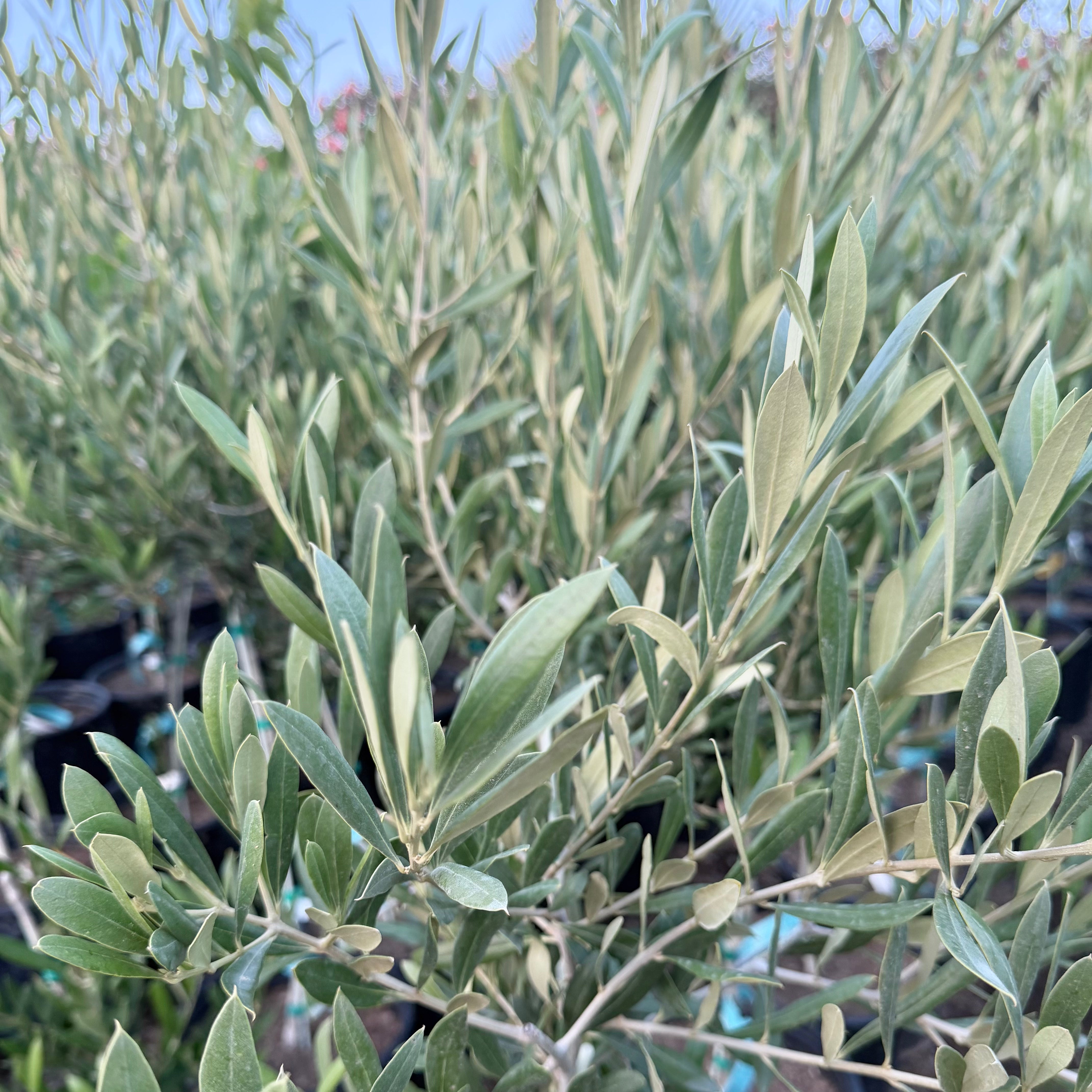 OLIVE TREE - Lucca Potted Olive Tree