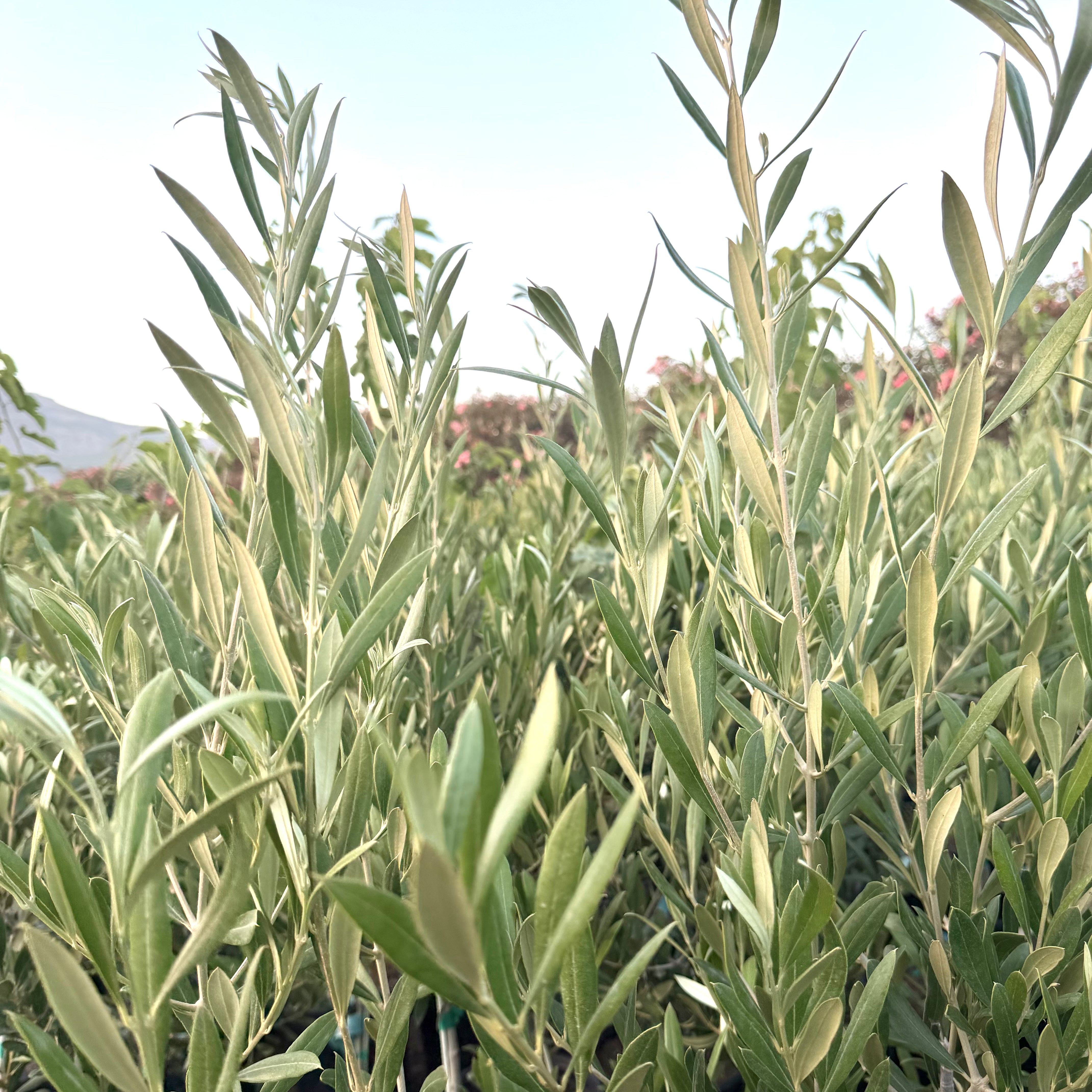 OLIVE TREE - Arbequina Potted Olive Tree