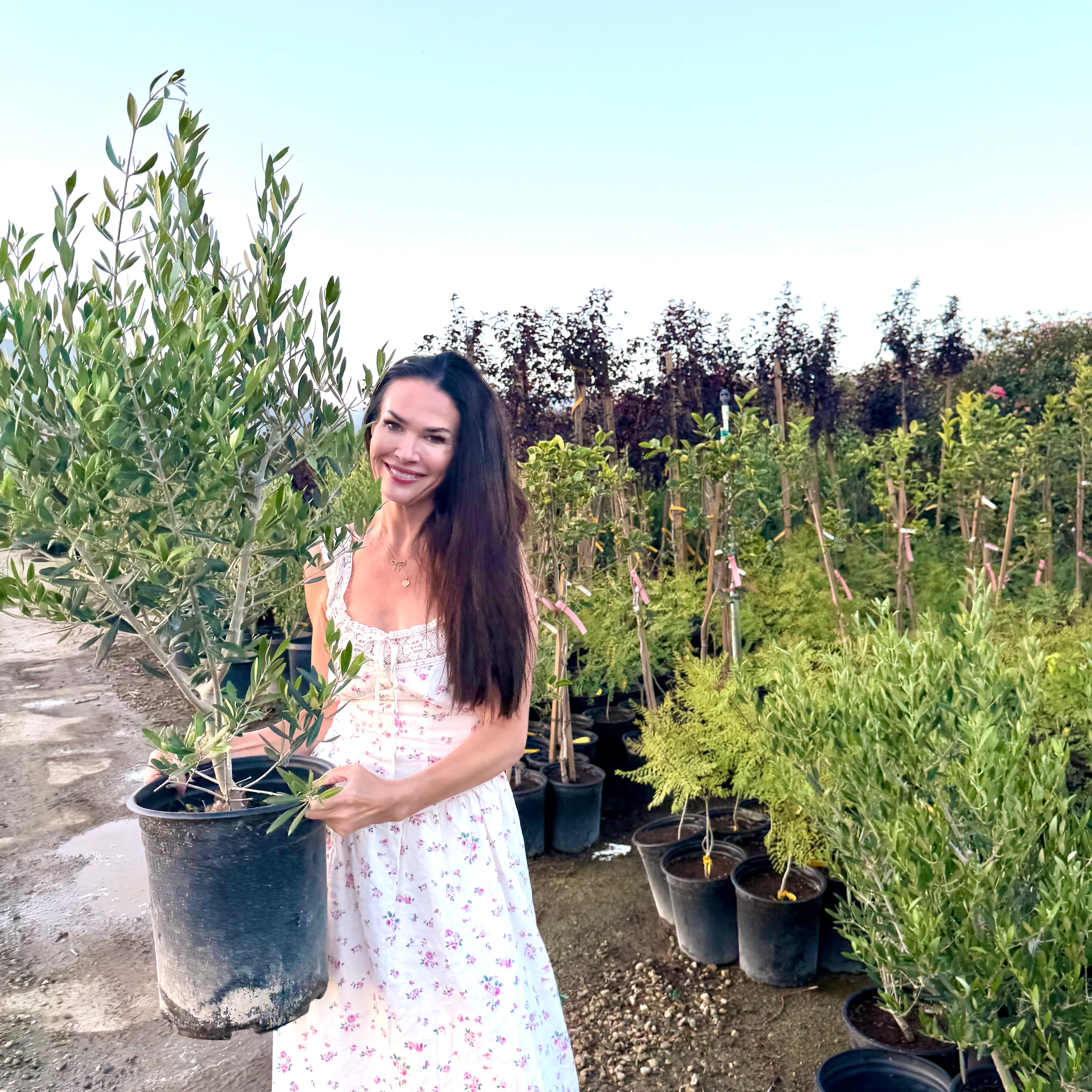 OLIVE TREE - Arbequina Potted Olive Tree