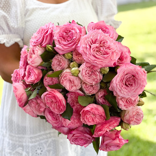 Classic Pinks Garden Rose Bundle