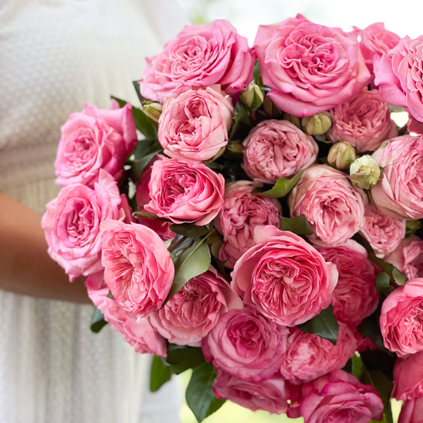 Classic Pinks Garden Rose Bundle