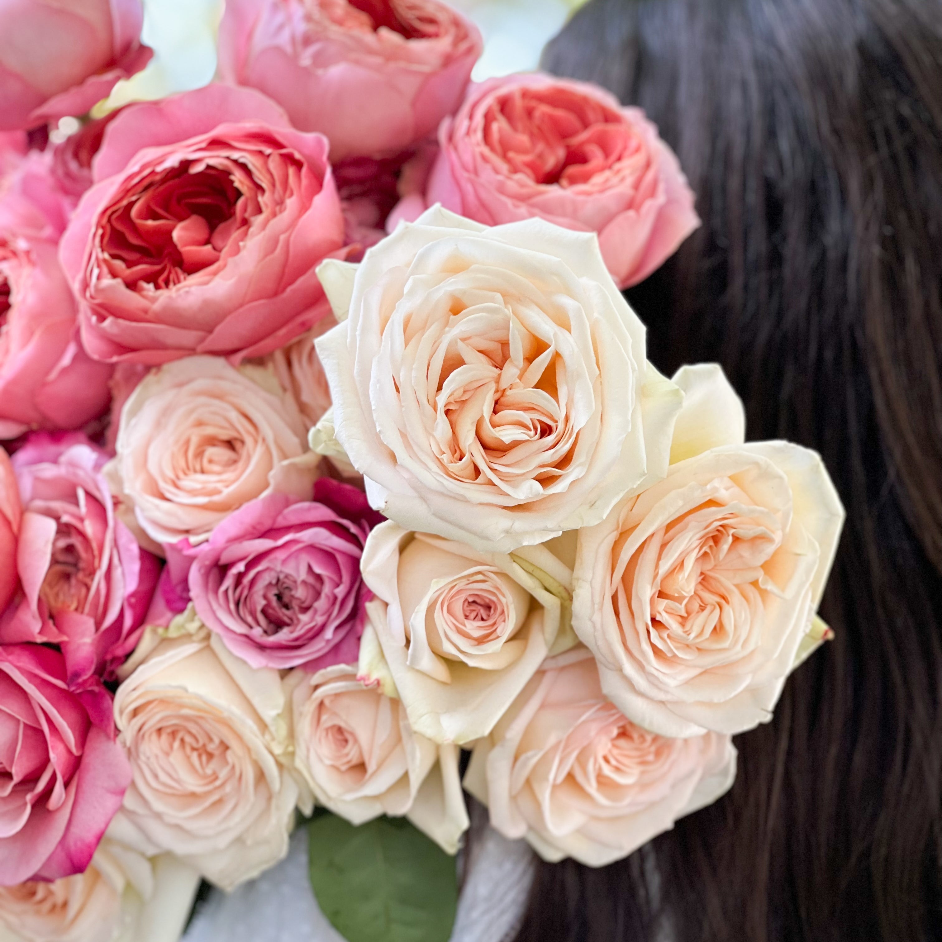 Raspberry and Cream Garden Rose Bundle