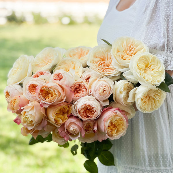 David Austin® Peaches and Cream Garden Rose Bundle