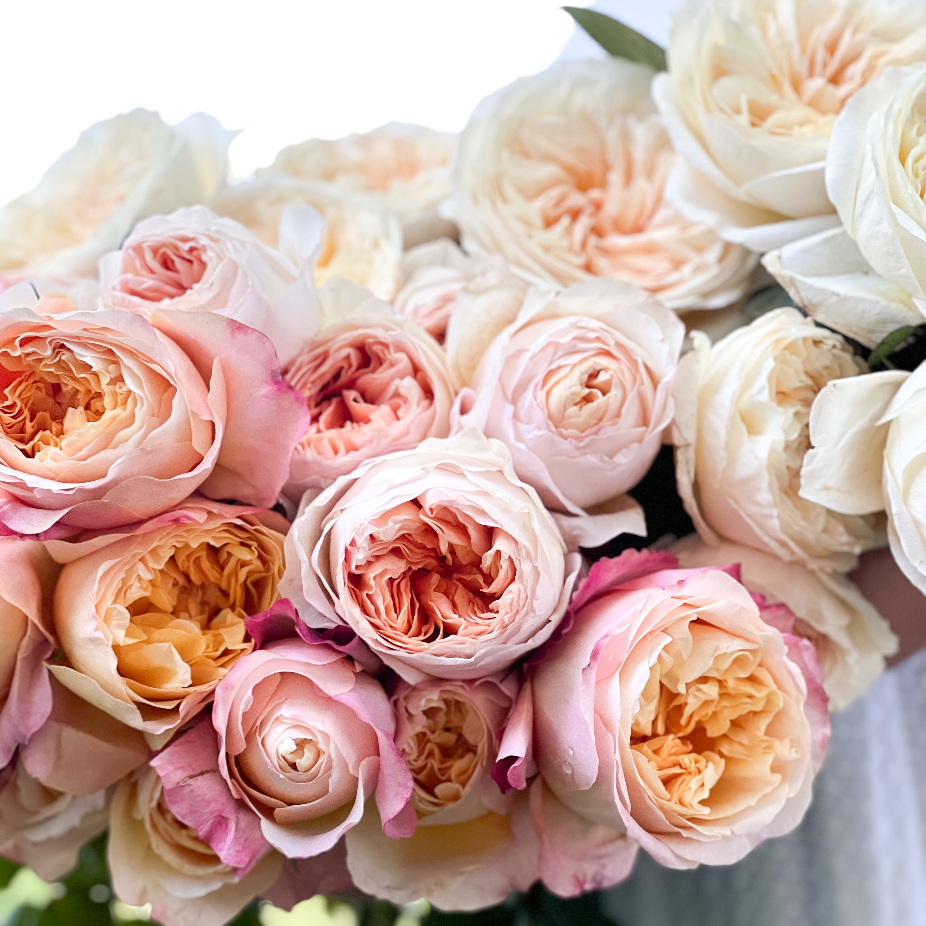 David Austin® Peaches and Cream Garden Rose Bundle