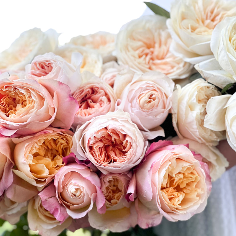 David Austin® Peaches and Cream Garden Rose Bundle