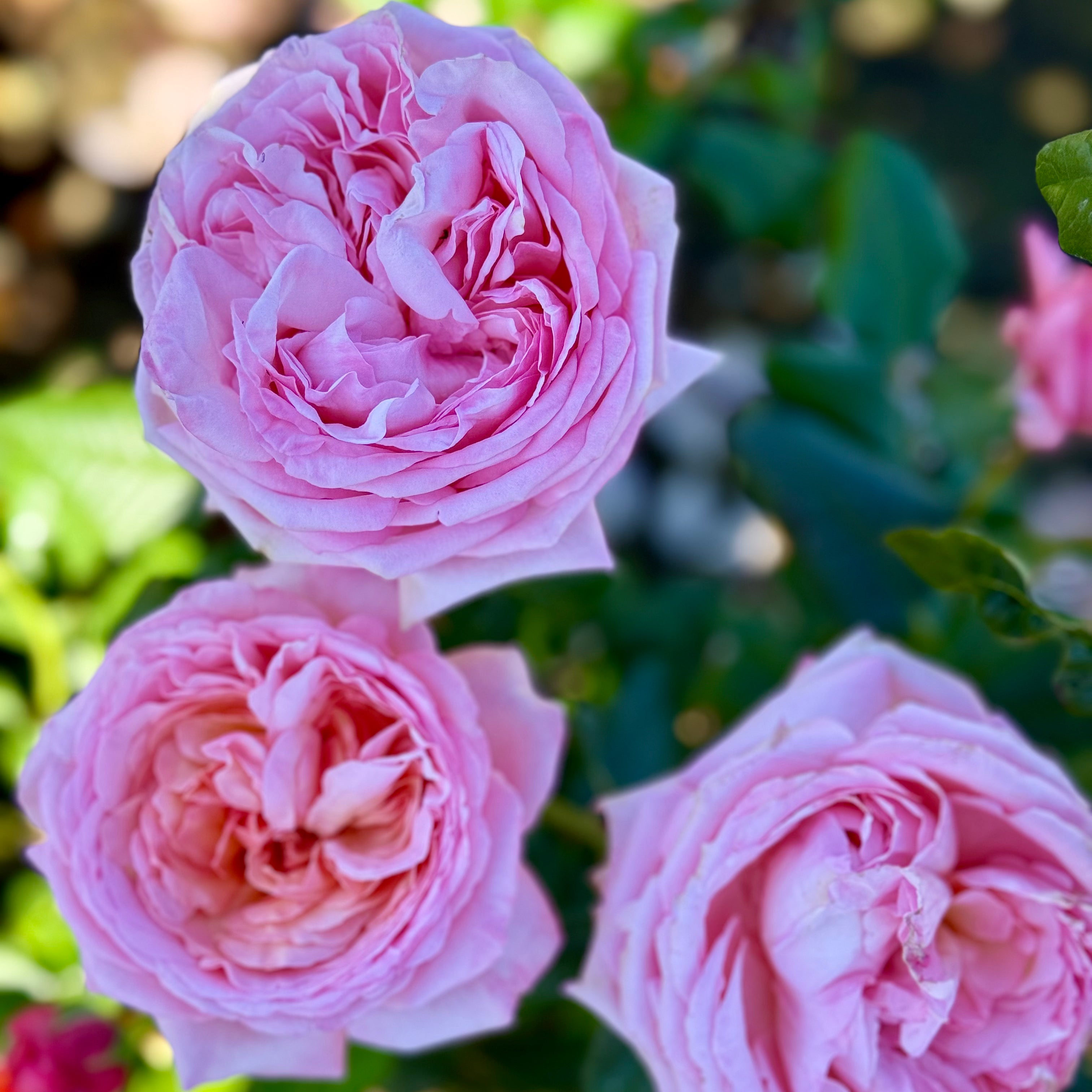 Martha Stewart™ Bare Root Rose Bush