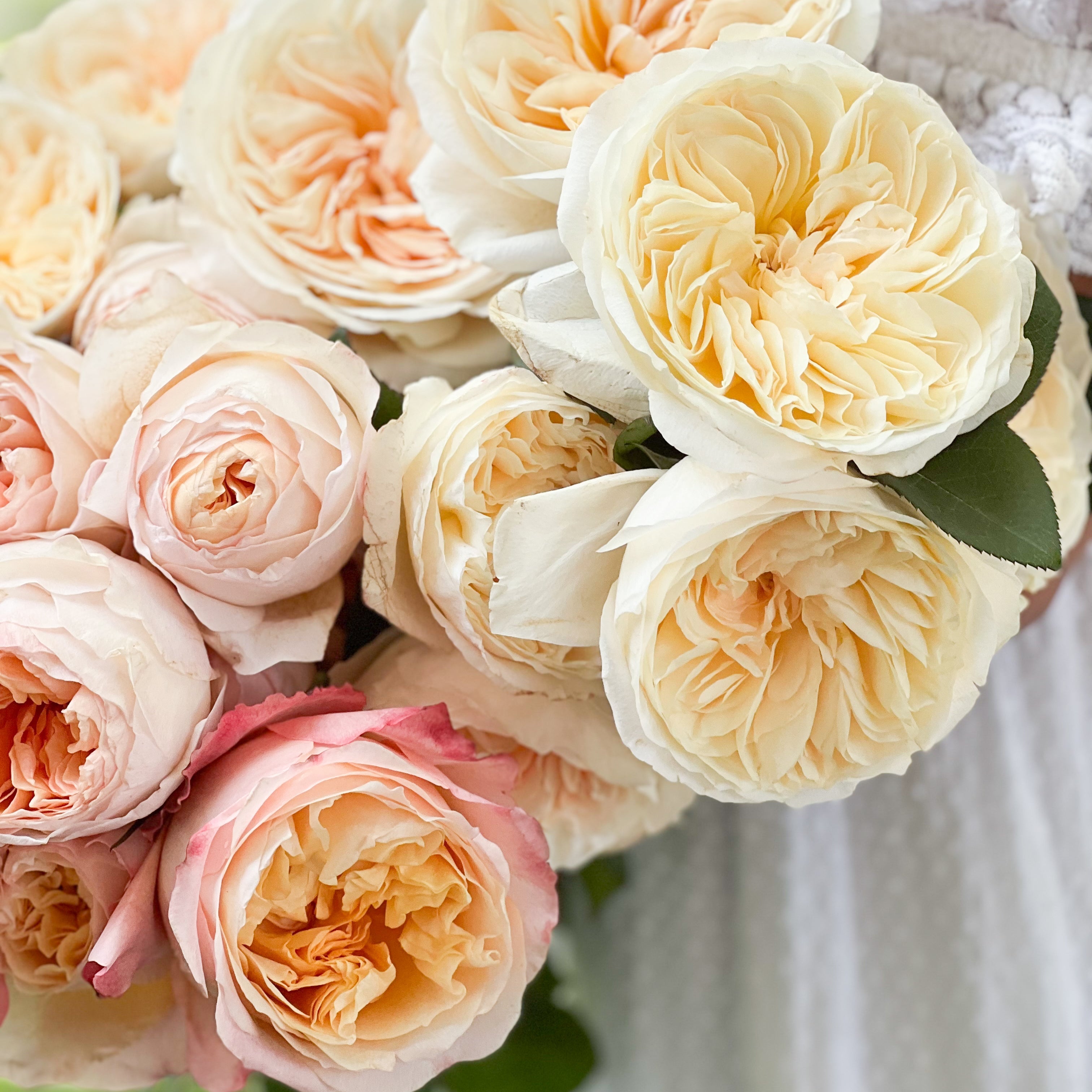 David Austin® Peaches and Cream Garden Rose Bundle