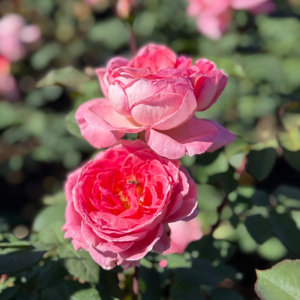 Liv Tyler™ Bare Root Rose Bush