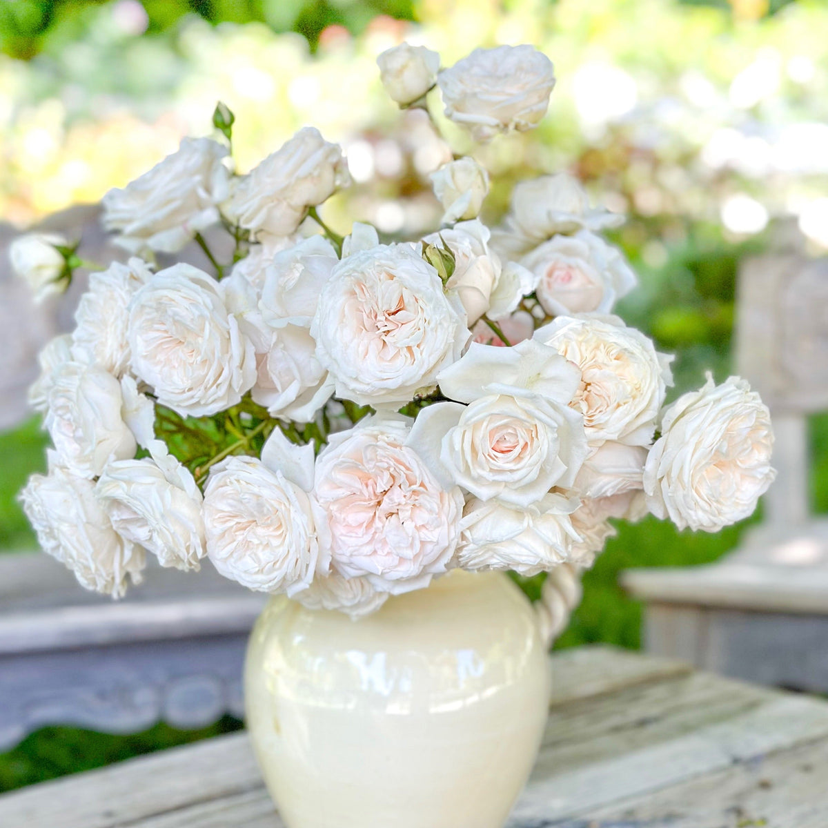 Arborose® Honeymoon Bare Root Climbing Rose