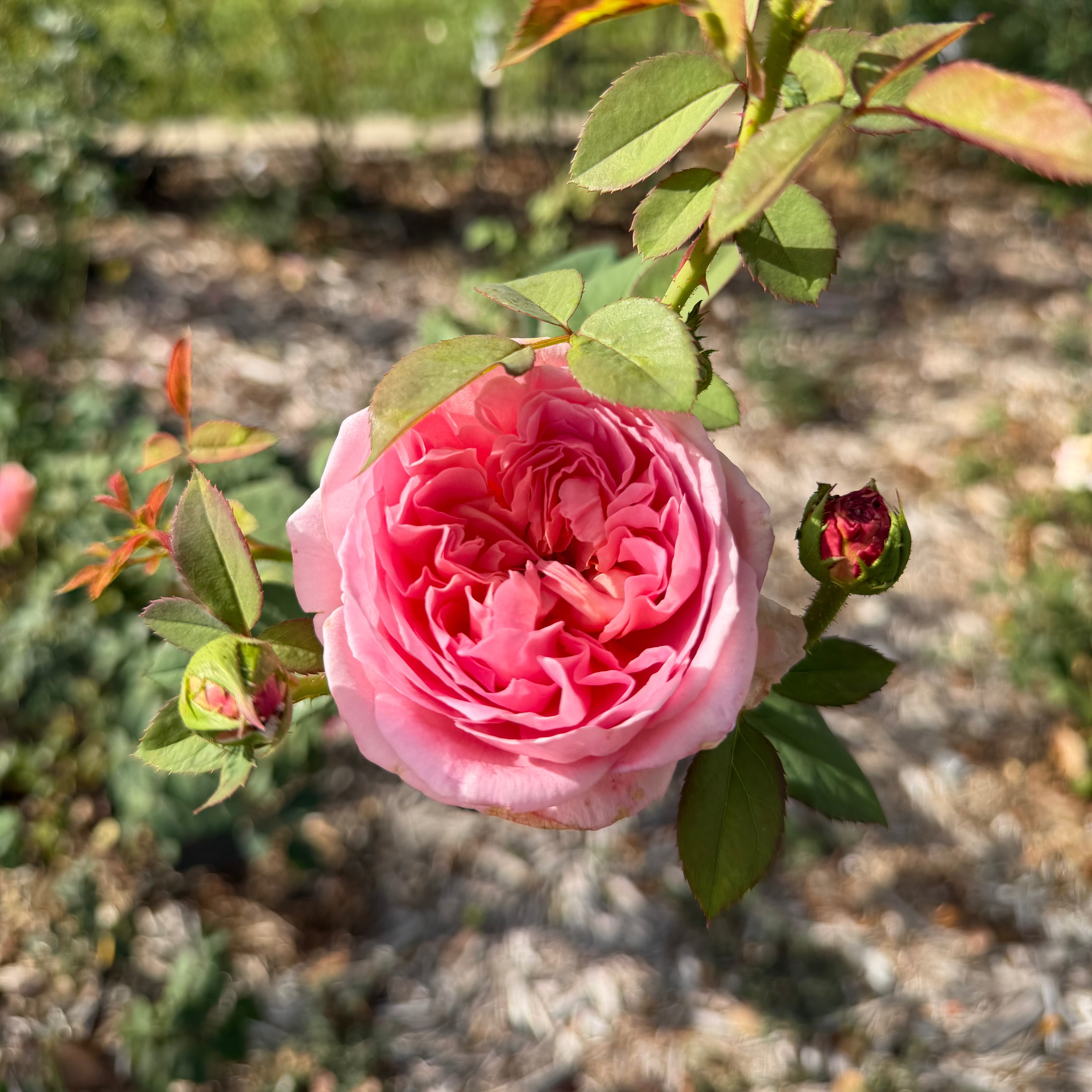 April Love Potted Rose Bush
