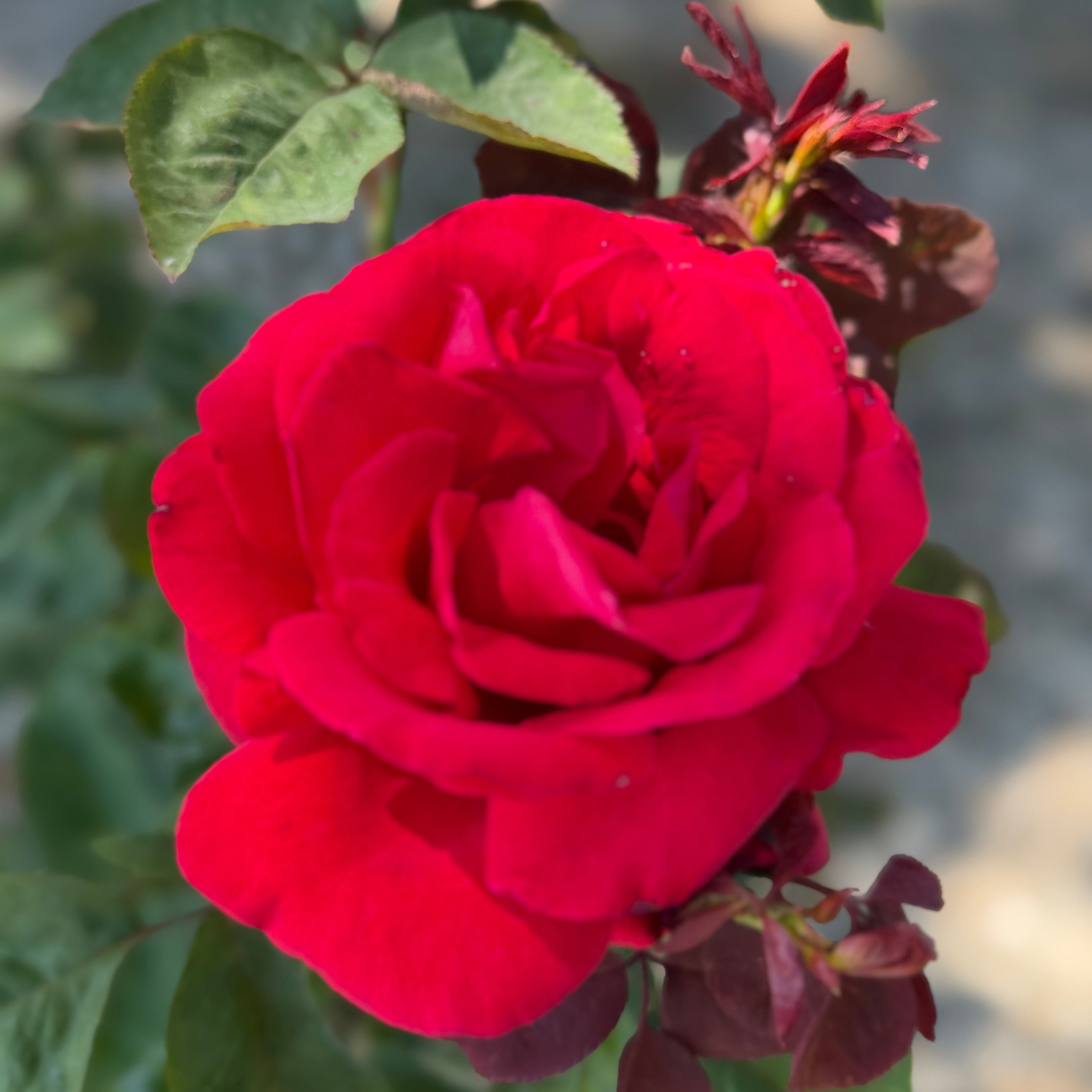 Grateful Dead Potted Rose Bush