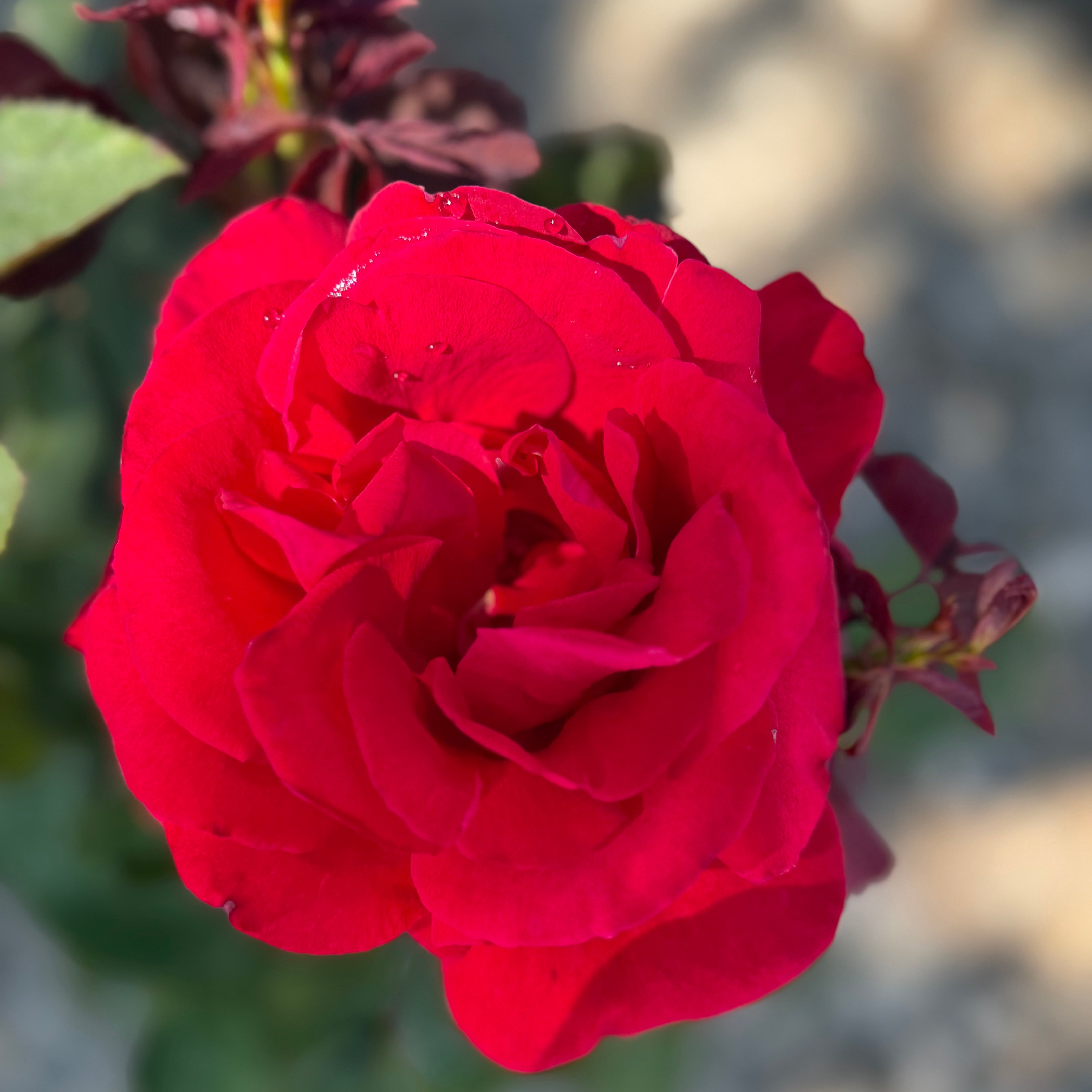 Grateful Dead Potted Rose Bush