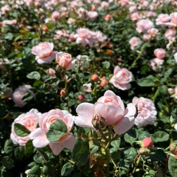David Austin® Queen of Sweden® Potted Rose Bush