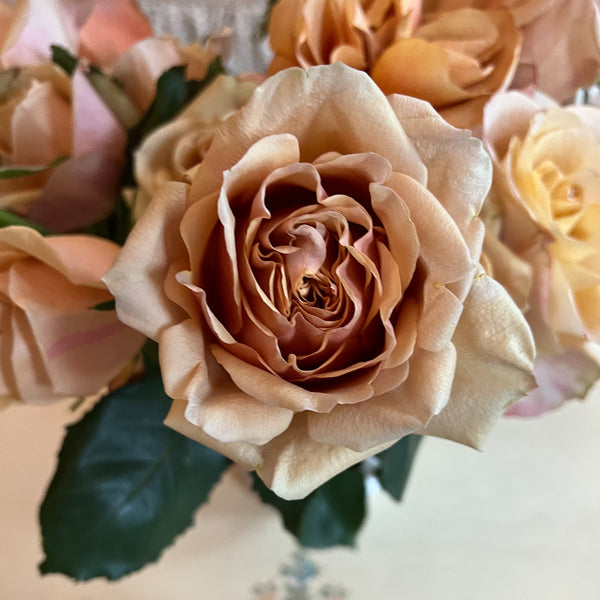 Symbol™ Potted Rose Bush