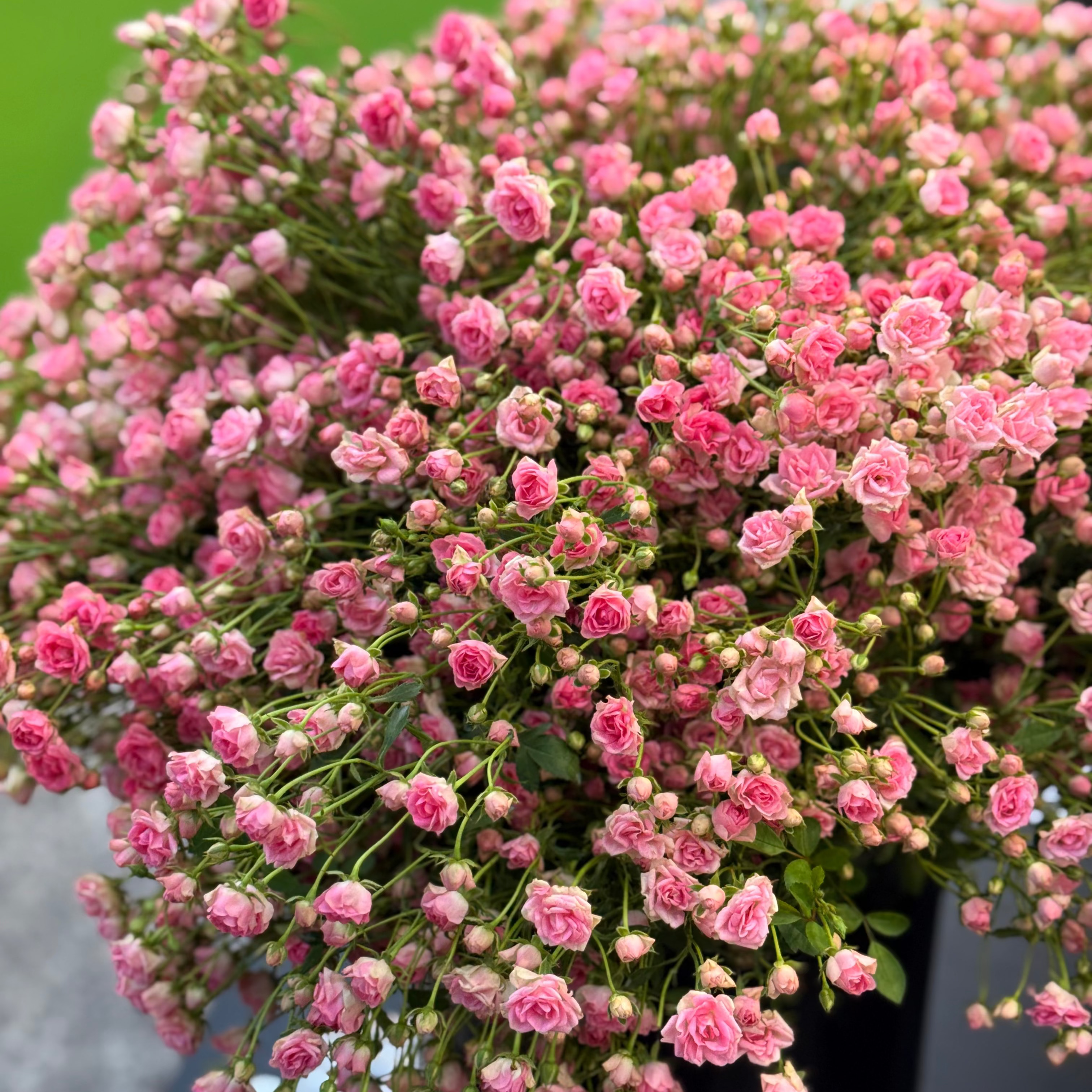 Wanderlust Roses™ Gypsy™ Potted Rose Bush