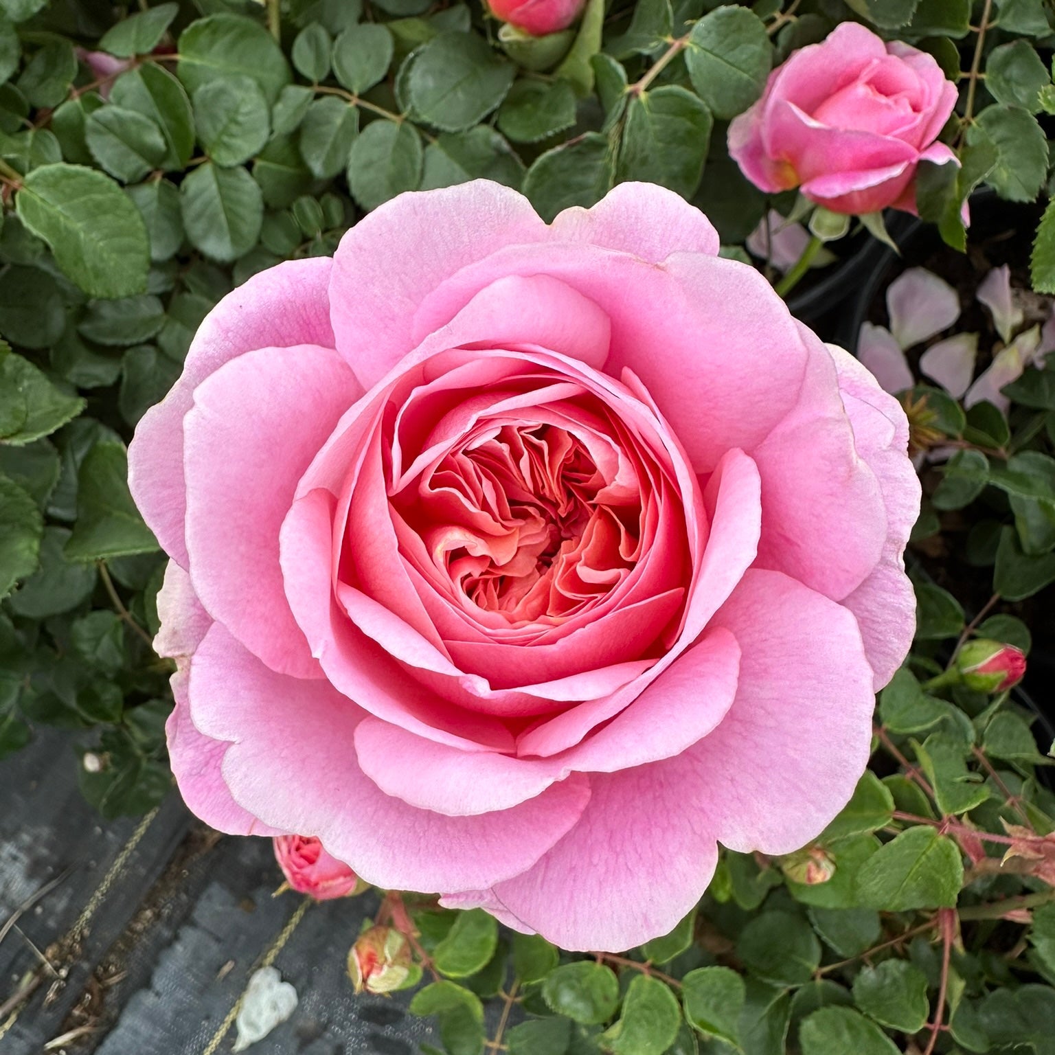 David Austin® Eustacia Vye® Potted Rose Bush
