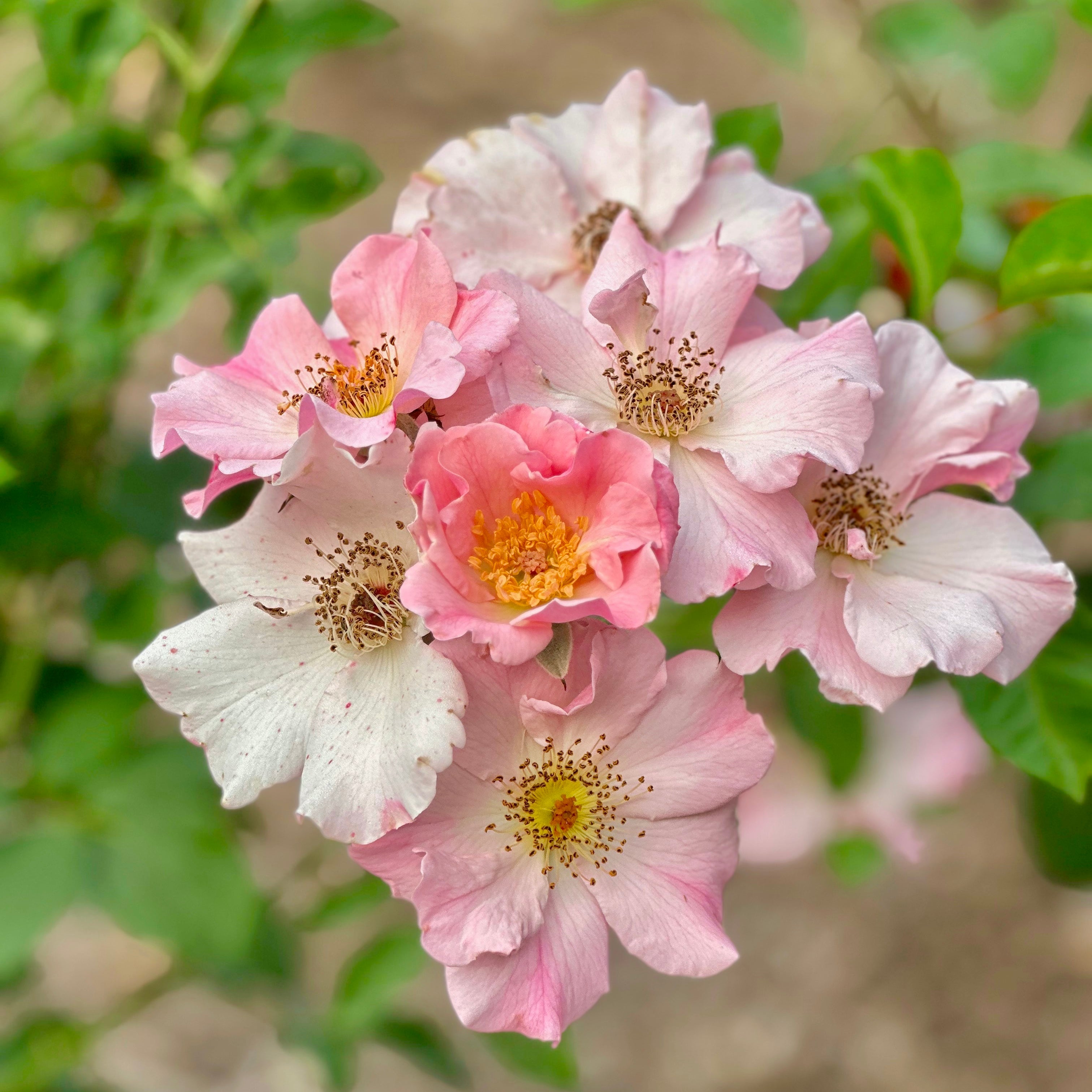 Sparrieshoop Potted Rose Bush